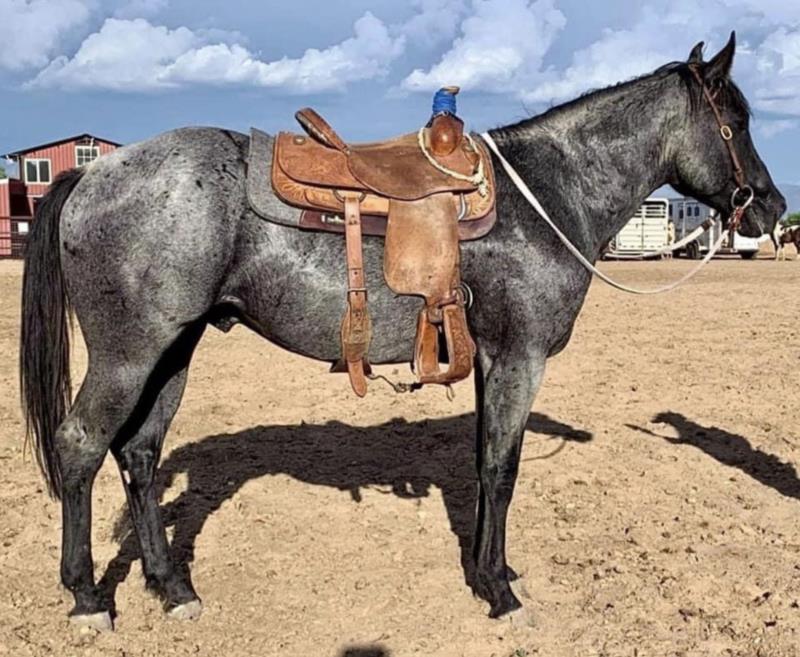 LETTERIP COWBOY